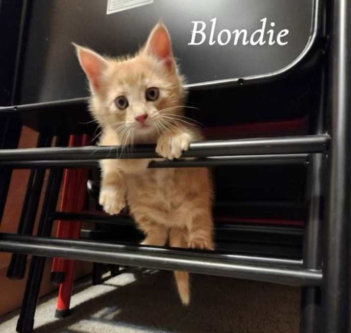 Photo of Blondie