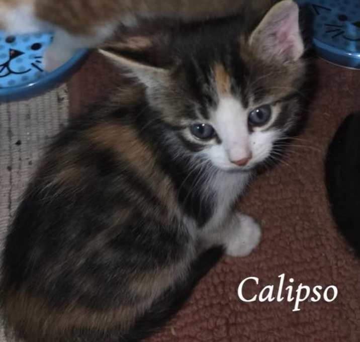 Photo of Calipso