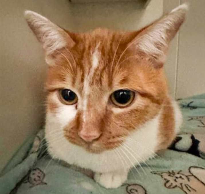 Photo of Marshmallow