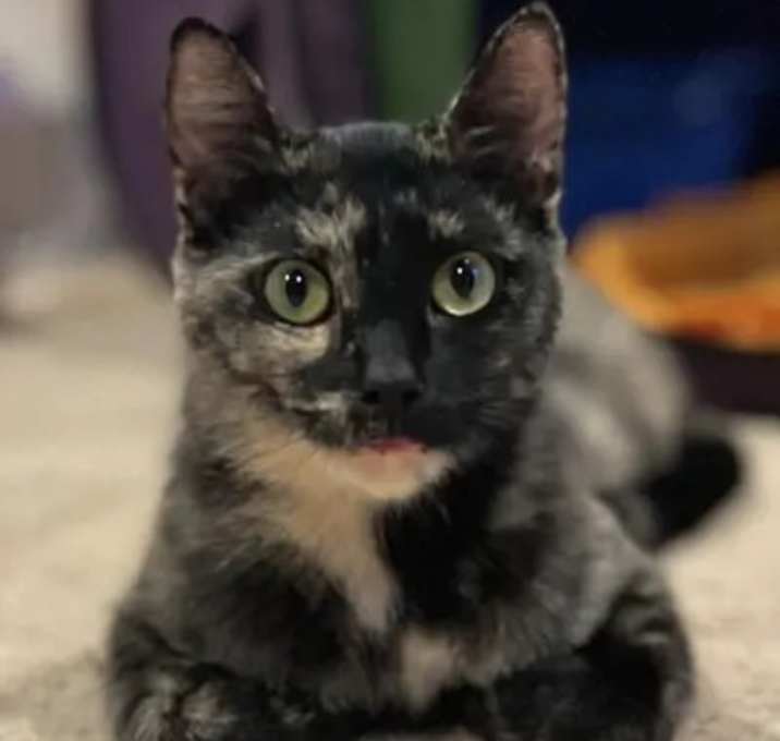 Photo of Catty - At Pet Supplies Plus