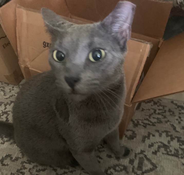 Photo of Bluebonnet - Dr. Funda post