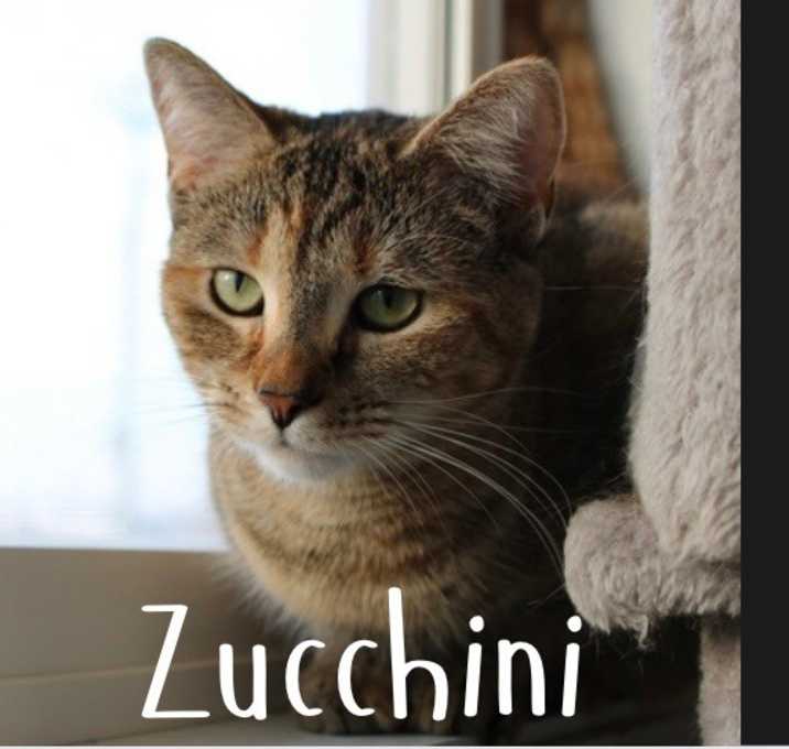 Photo of Zucchini