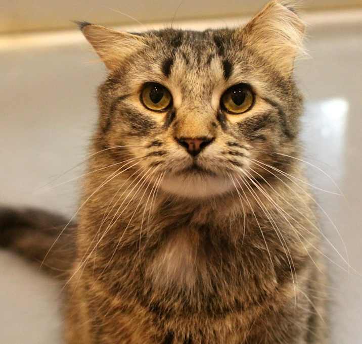 Photo of Toki Wartooth