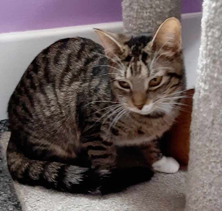 Photo of Bunny *IN FOSTER*