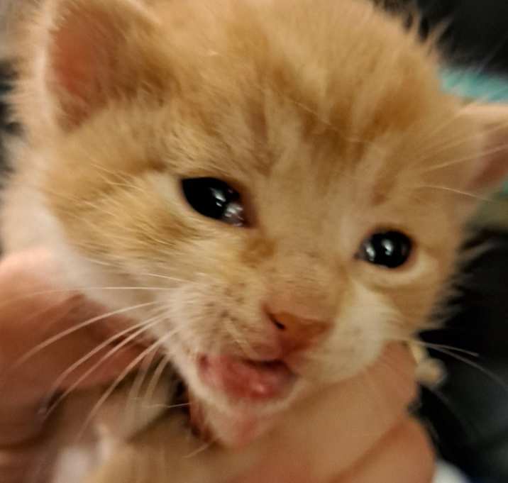 Photo of Stripes  *IN FOSTER*