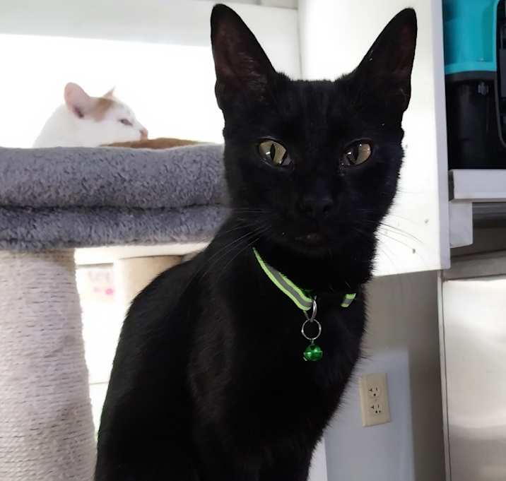 Photo of Amiri * IN FOSTER *