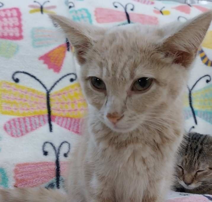 Photo of Sunbeam * IN FOSTER *