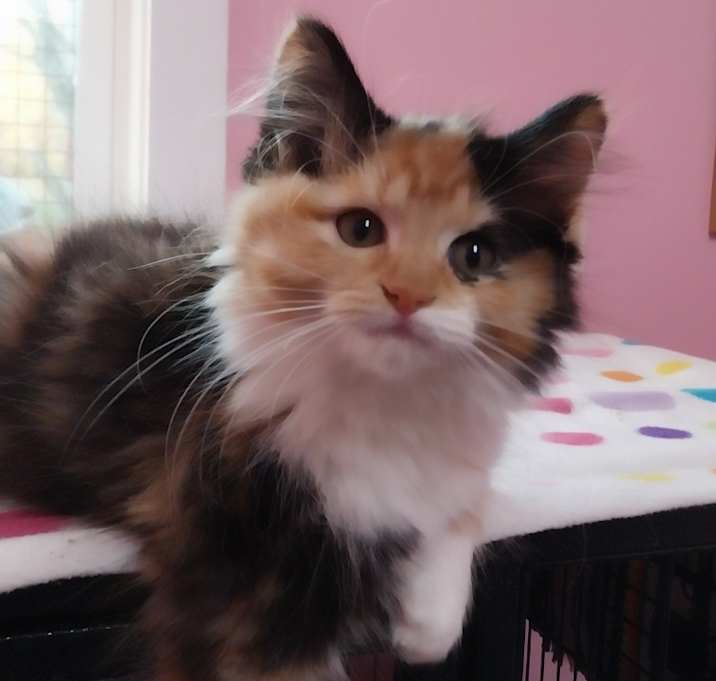 Photo of Ruby Tuesday * IN FOSTER *