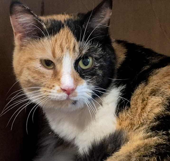 Photo of Mandy -- Bonded Buddies With Brandy