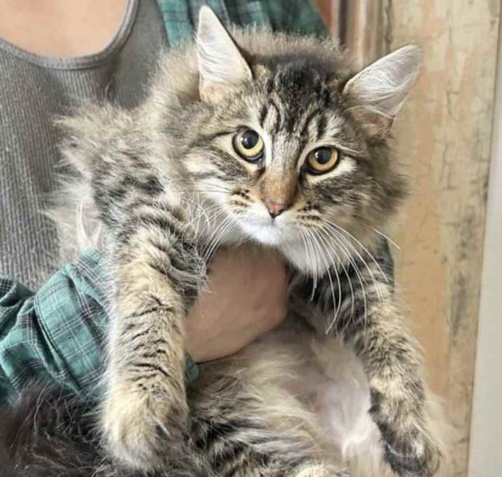 Photo of Sweetheart Napa