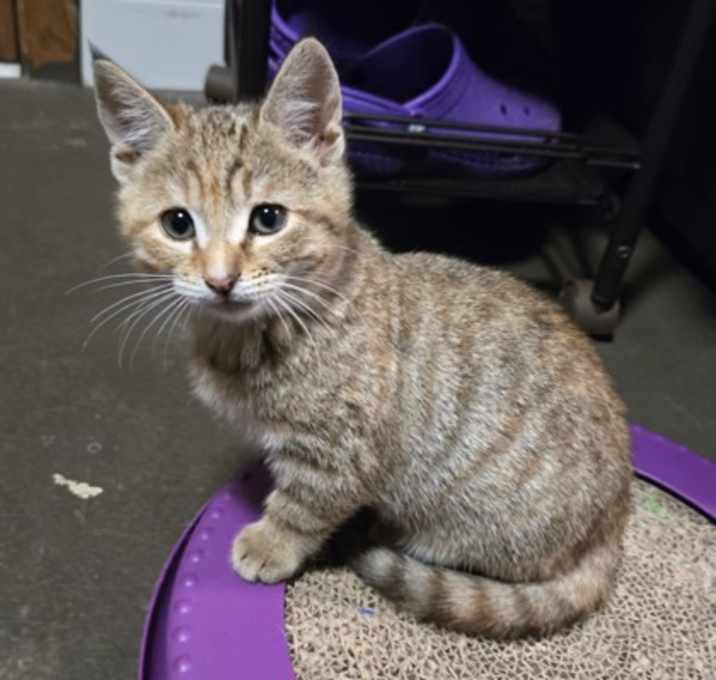 Photo of Jingle Bells