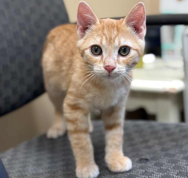 Photo of Rock -Playful tumbler! 🥰