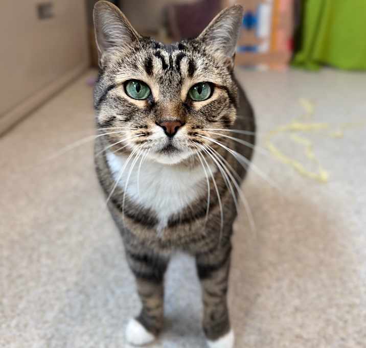 Photo of Kaya - See my videos! - In Foster