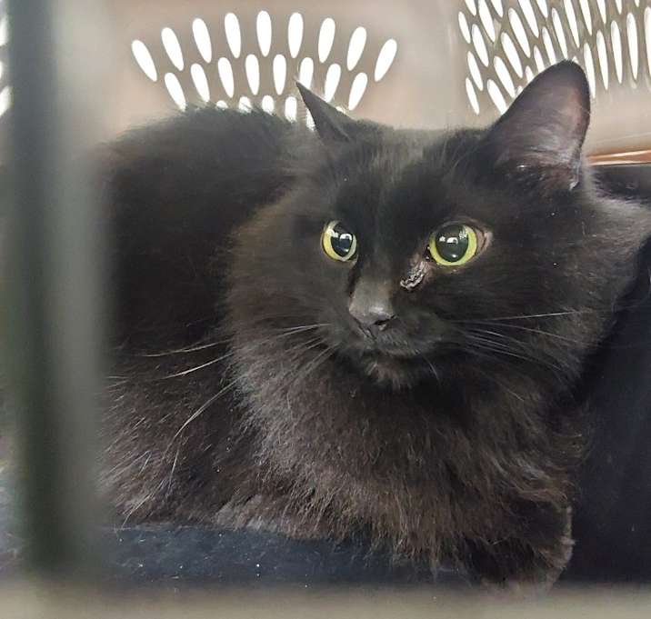 Photo of 2025-11-006 "Raven