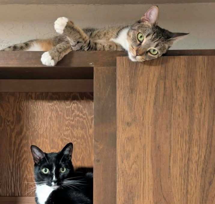 Photo of SUKI #1800 - Offered by Owner - Young Adult