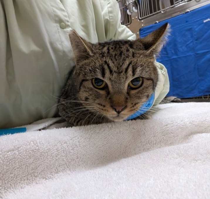 Photo of Simba The Second