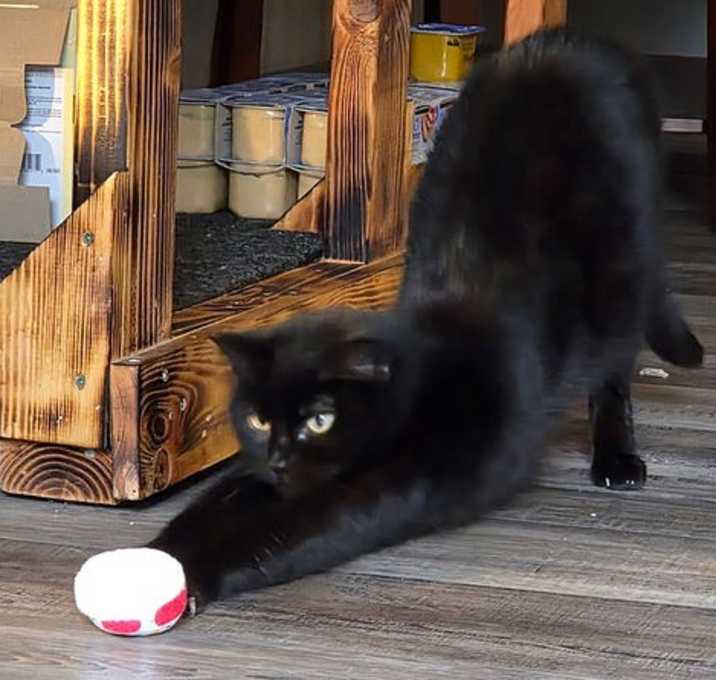 Photo of BAGHEERA - Young Adult Female