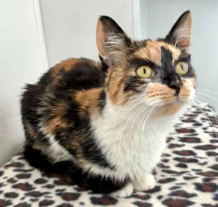 Photo of Lola (c2025)