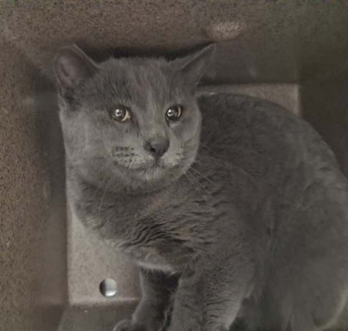 Photo of JACK FROST IN THE BARN