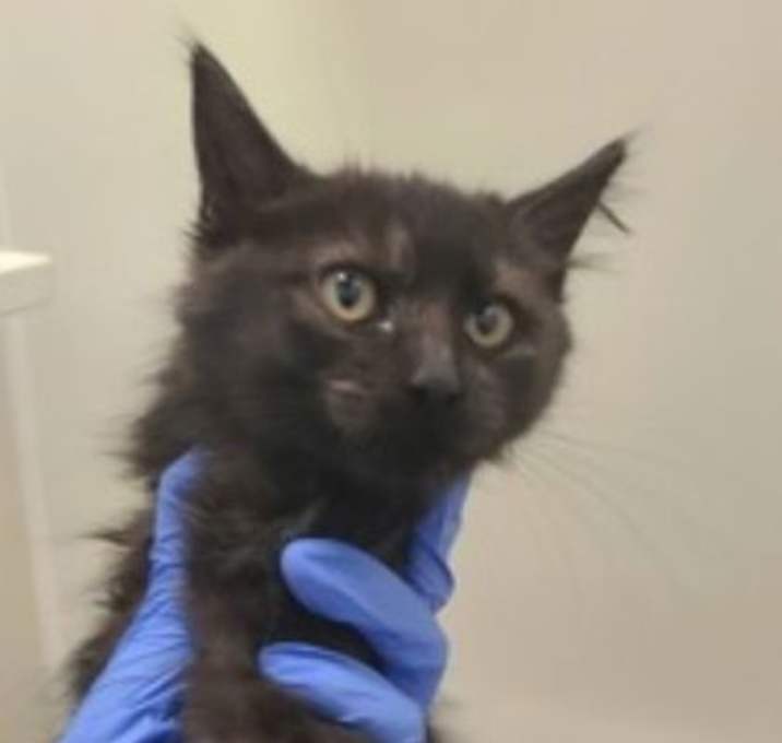 Photo of Cacio e Pepe