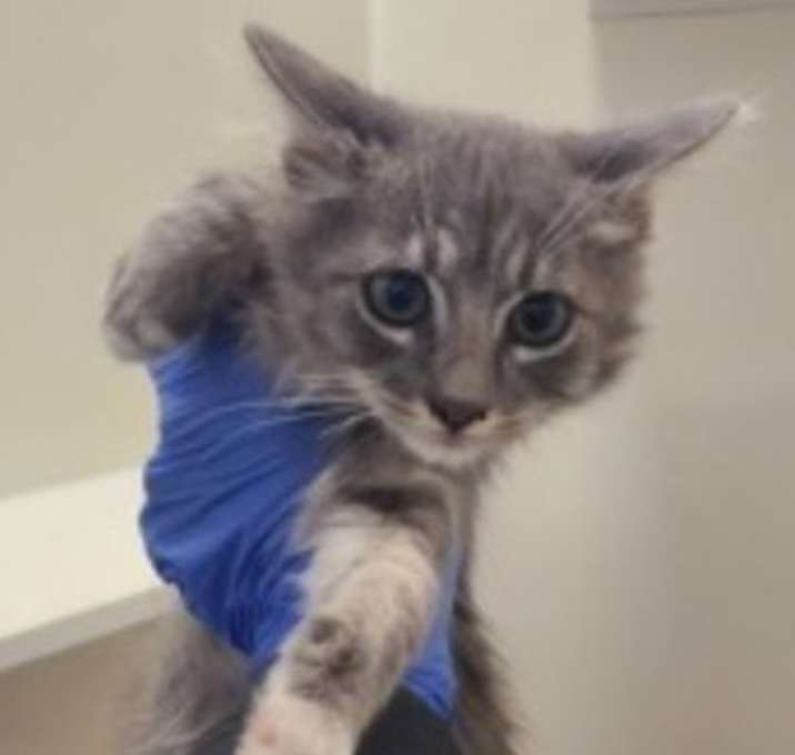 Photo of Aglio e Olio