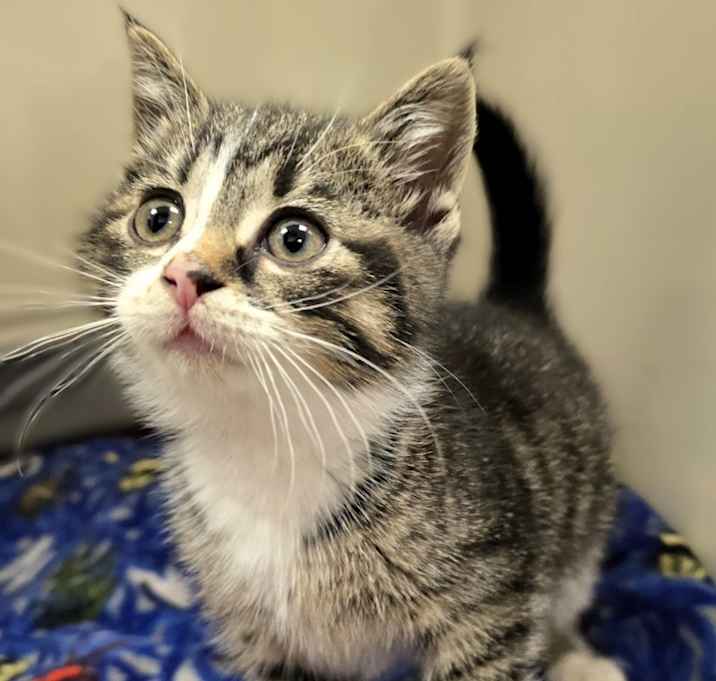 Photo of C25-260 Ping Pong