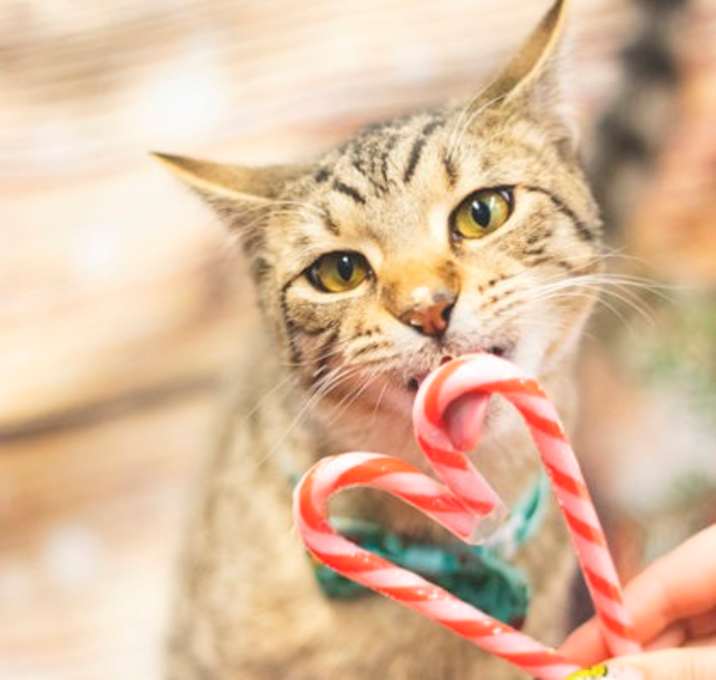 Photo of Douglas Fir