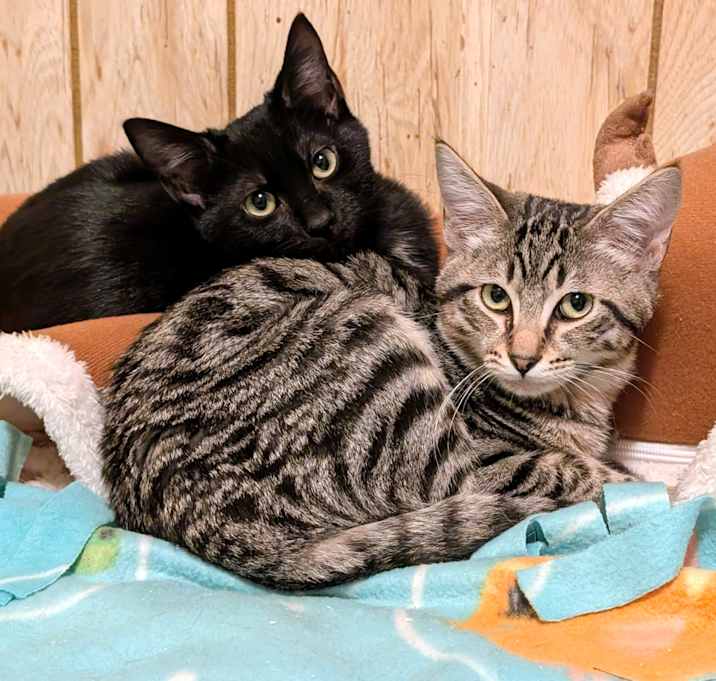 Photo of Baxter & Bucky: Fun, Fun, Fun!