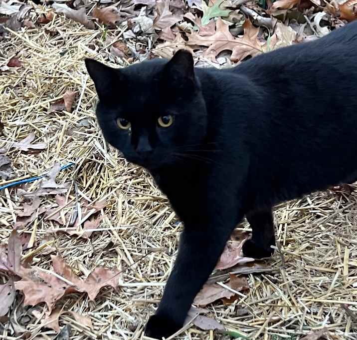 Photo of Roach - Feral