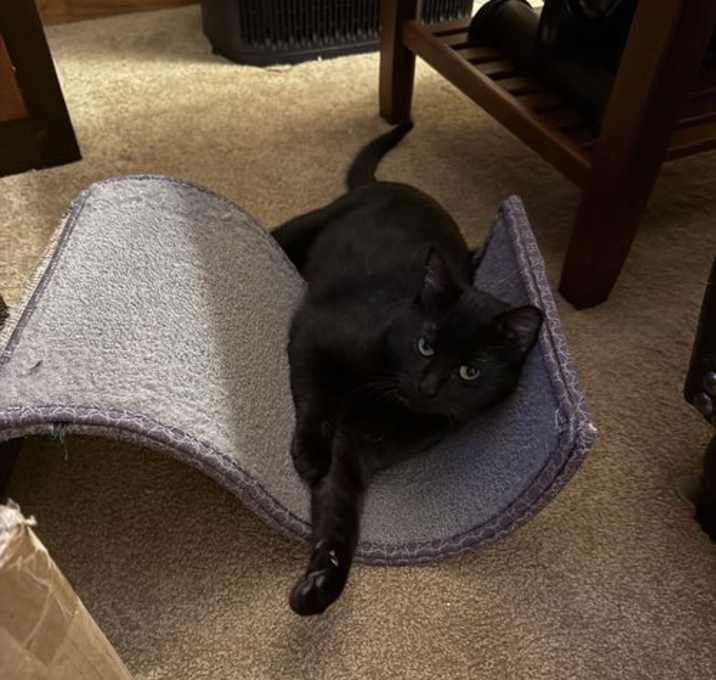 Photo of Frankenberry