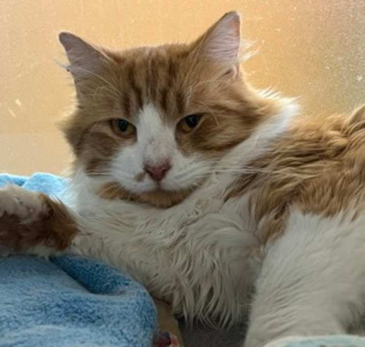 Photo of Chocolate Cream - Bonded to Bl