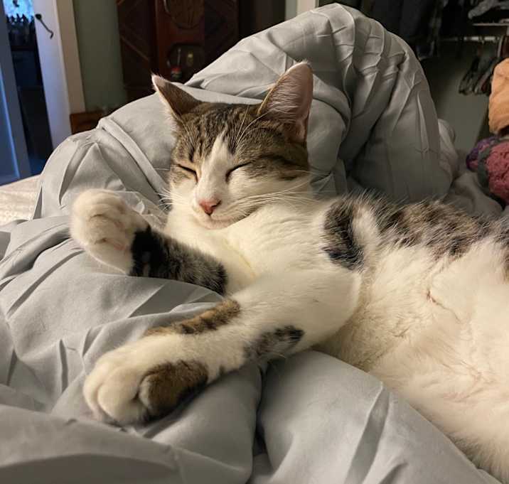 Photo of Ivy Spring-TL