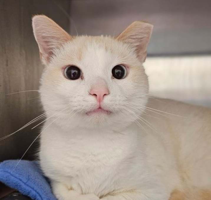 Photo of Flame 5673C