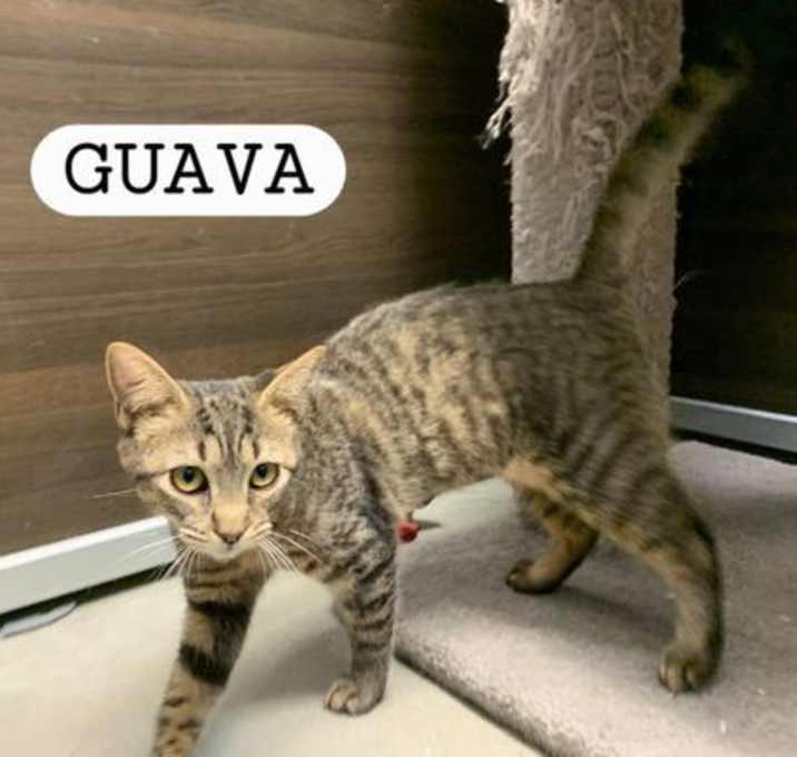 Photo of Guava