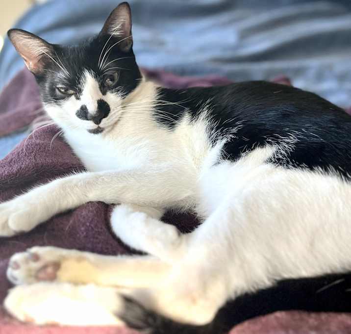 Photo of Jimmy Jr. (Bonded to Scoobie)