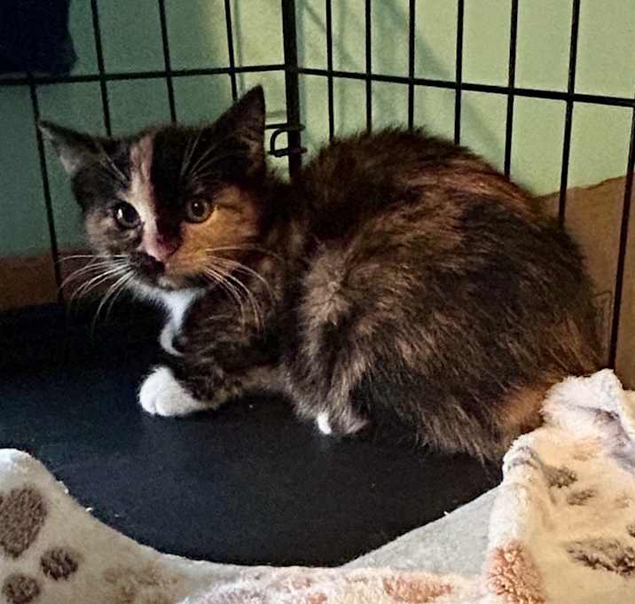 Photo of SG - Scarlett