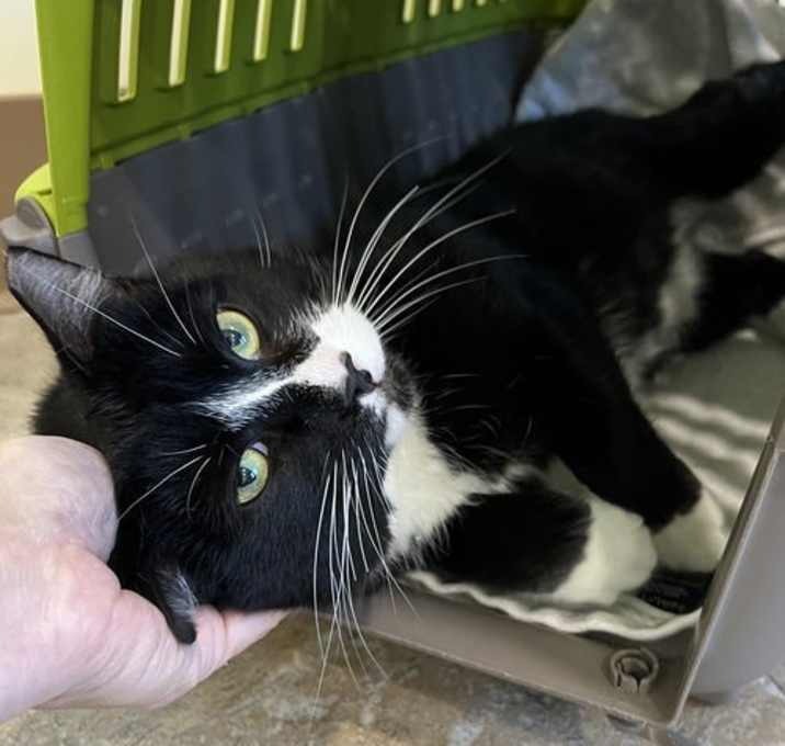 Photo of Baez (FCID# 11/06/2025 - 31 Trainer)