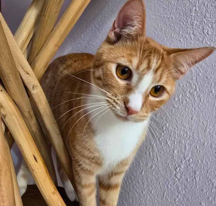 Photo of Pork Chop Pete