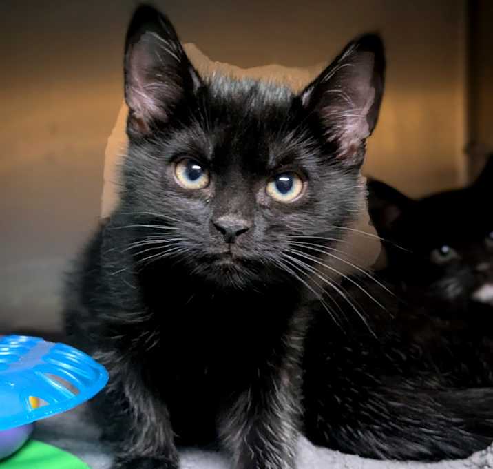 Photo of Squishmellow