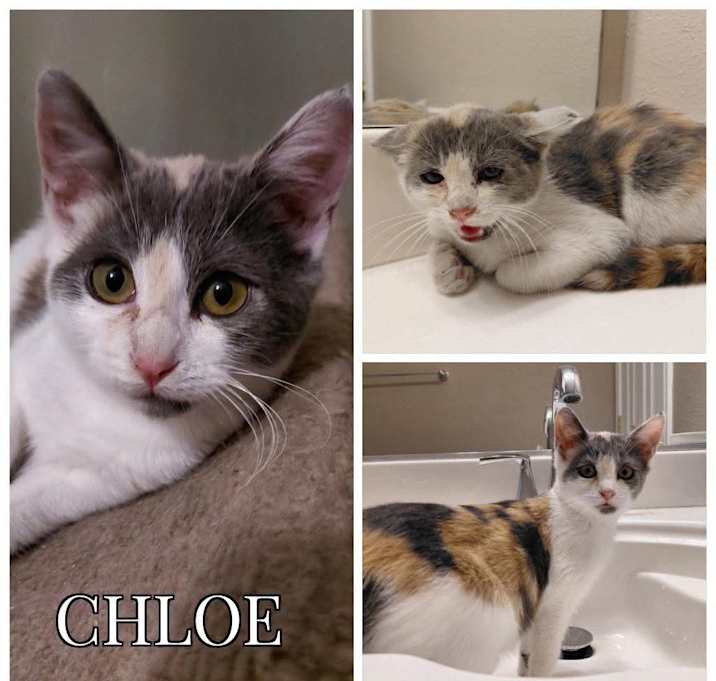Photo of Chloe