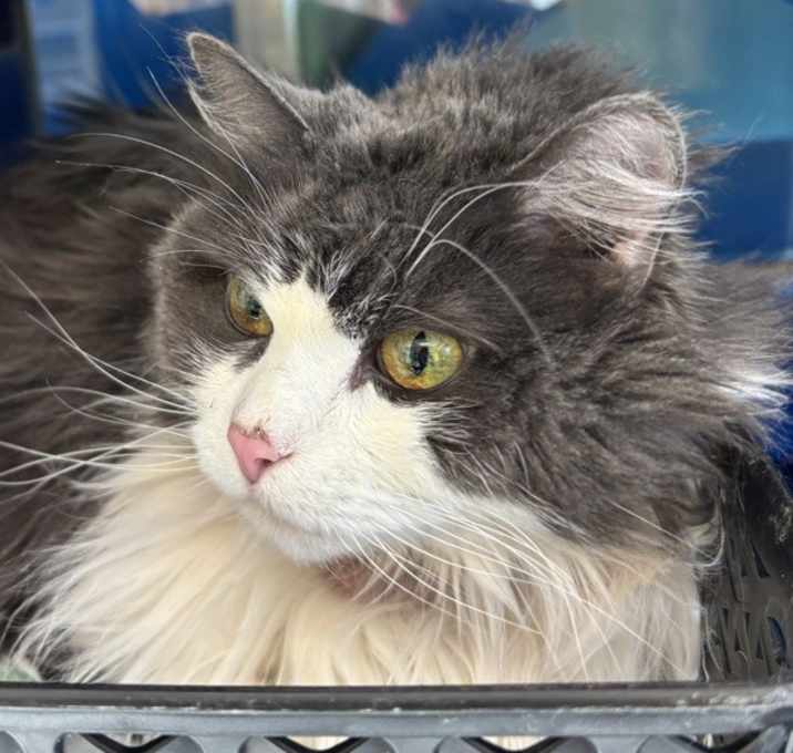 Photo of Little Mouse