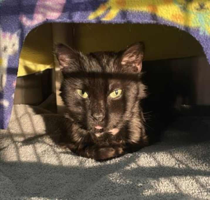 Photo of *NYMPHADORA