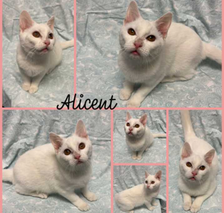 Photo of Alicent