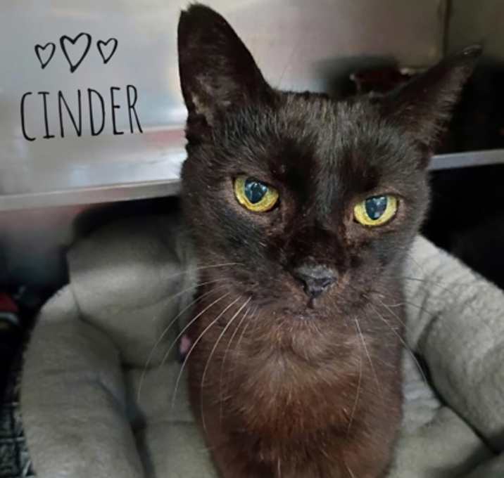 Photo of Cinder