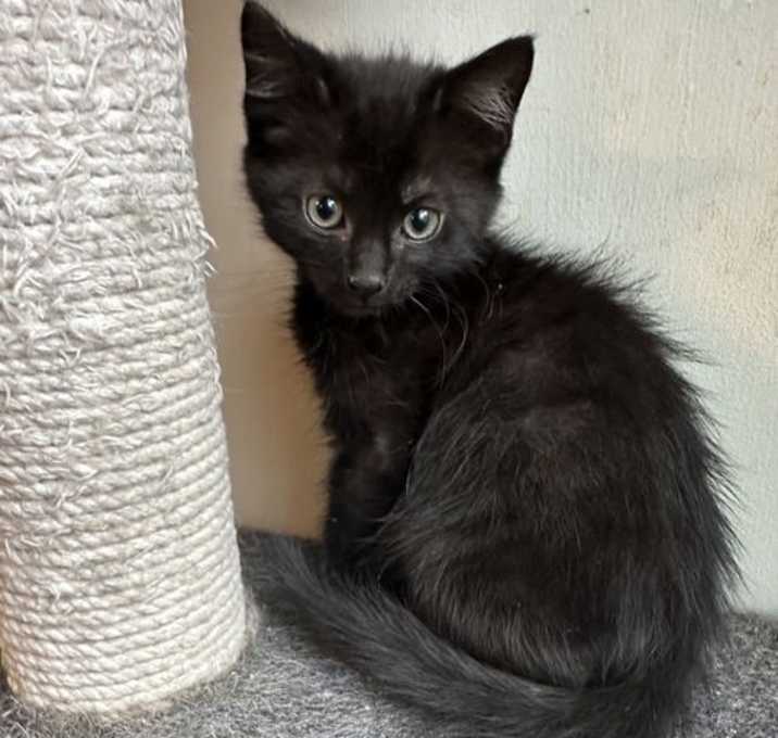 Photo of Starling (and Grackle)