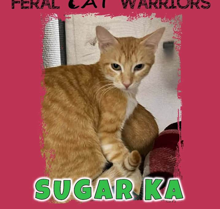 Photo of Sugar KA