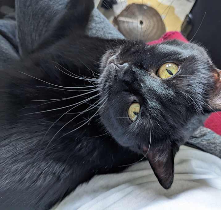 Photo of Kitty Purry