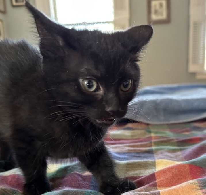 Photo of Grackle (and Starling)