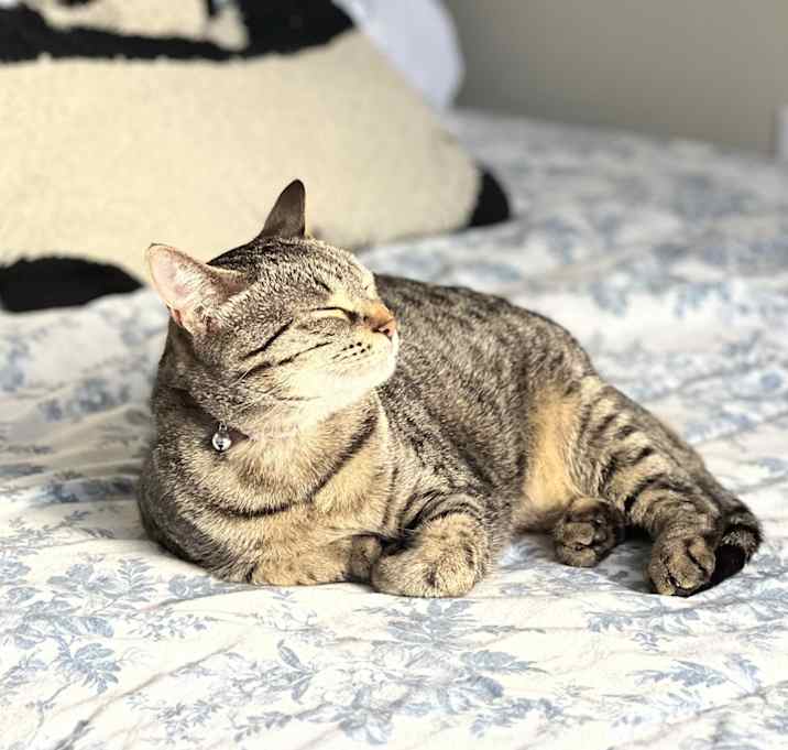 Photo of Maneki Neko