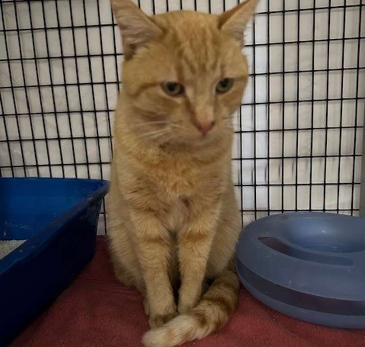 Photo of Cannoli-Oli